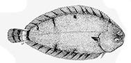 Microchirus boscanion_Claves.jpg